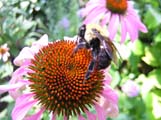 flo bee on flower 1 stock